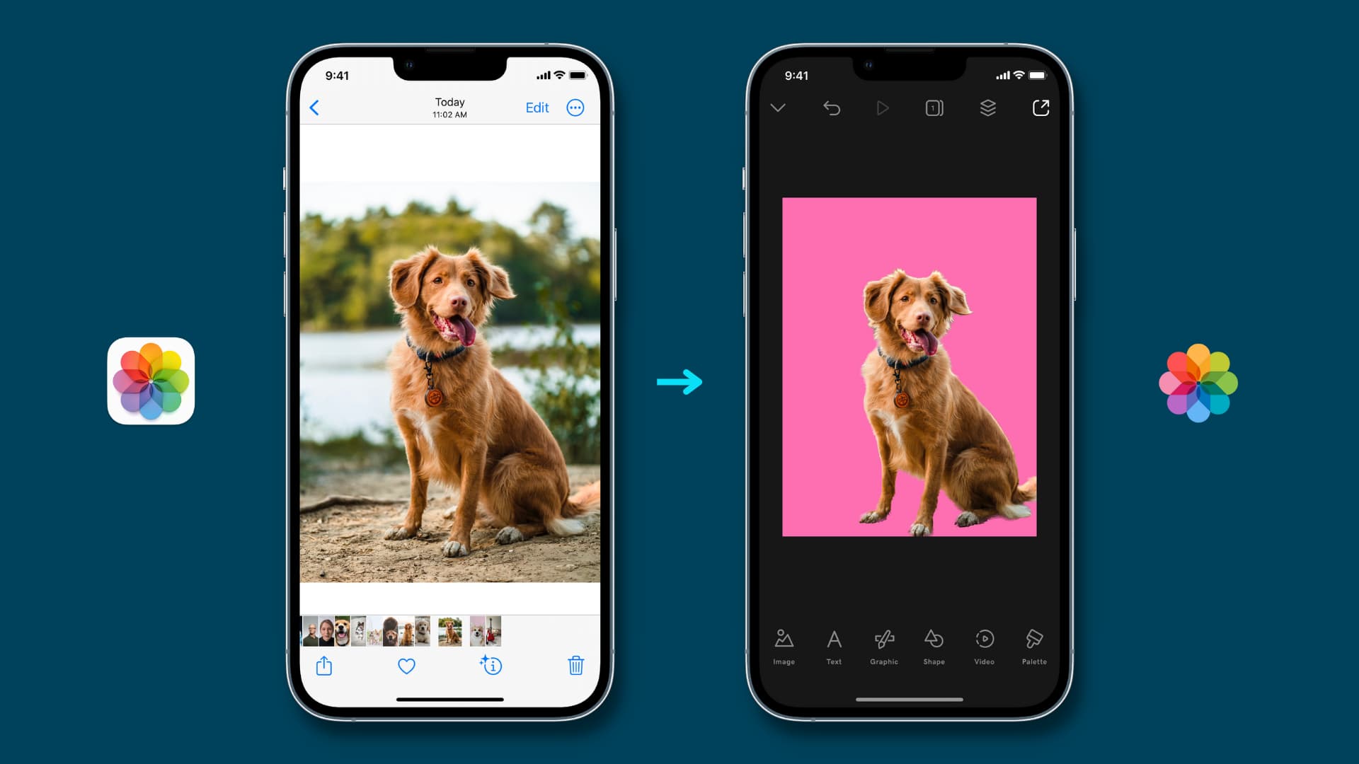 Zwei iPhone-Modelle, die zeigen, wie man mit Visual Look Up in iOS 16 das Motiv aus einem Foto extrahiert