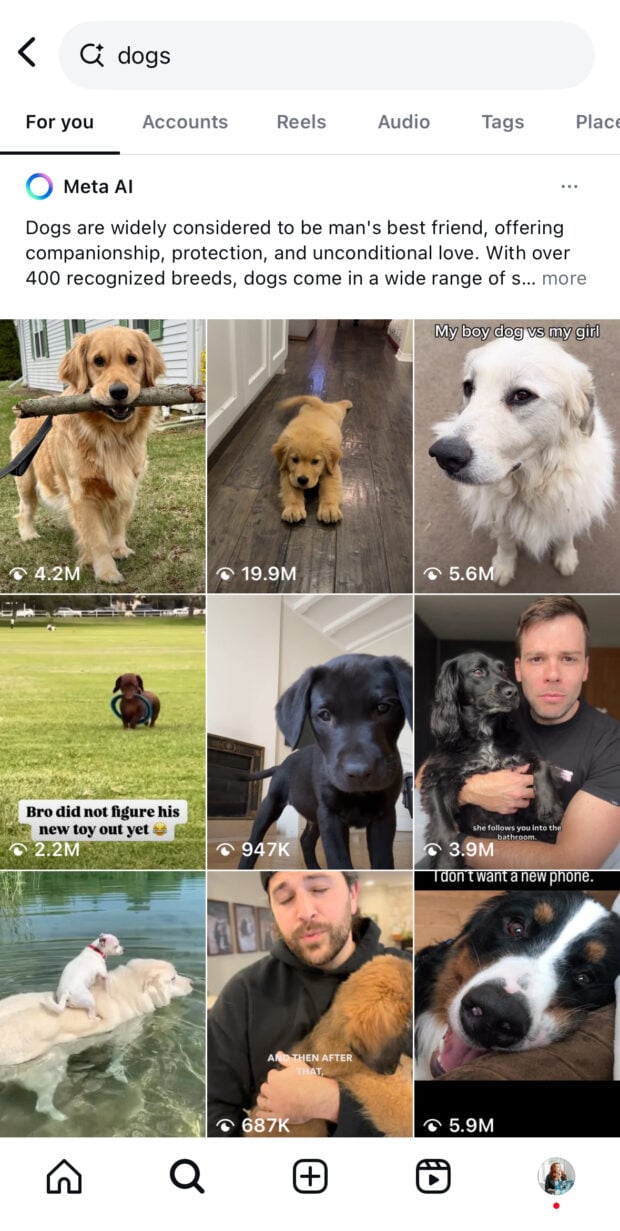 Hunde für Sie Seite