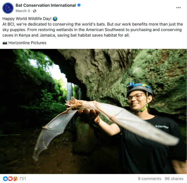 Eine Nahaufnahme einer Person, die eine Fledermaus hält, mit einer Höhle im Hintergrund, die als Beispiel für soziale Medien für gemeinnützige Organisationen für Fledermausschutzbemühungen wirbt.